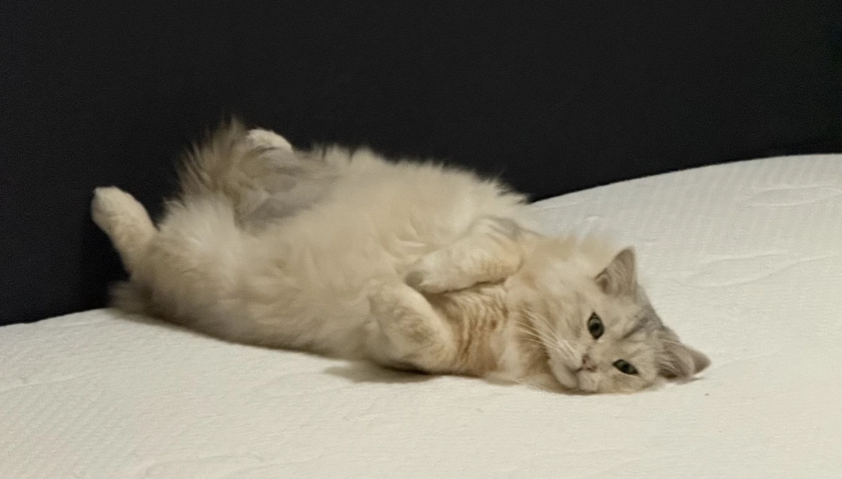 Cat sitting on a mattress during testing