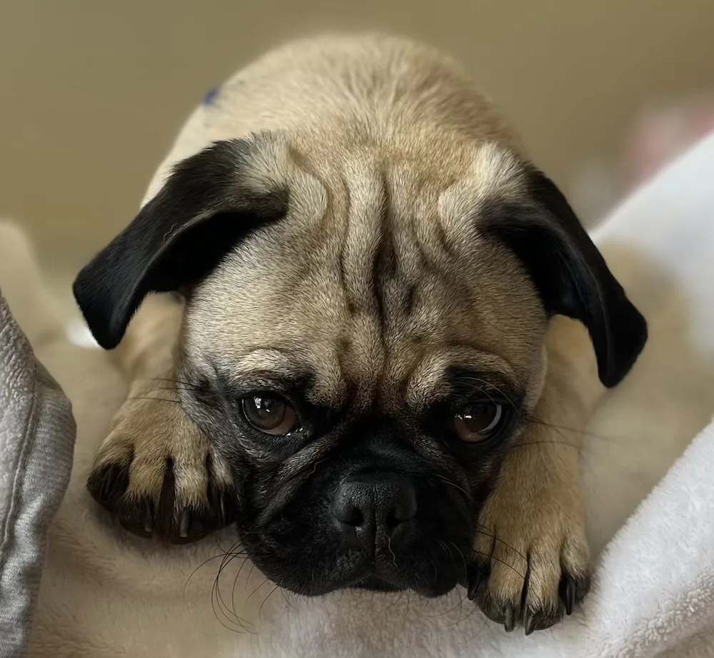 Stubbs - a pug - looking sad